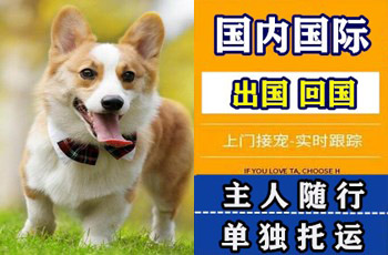 崇明区宠物托运公司崇明区宠物托运公司崇明区宠物托运公司