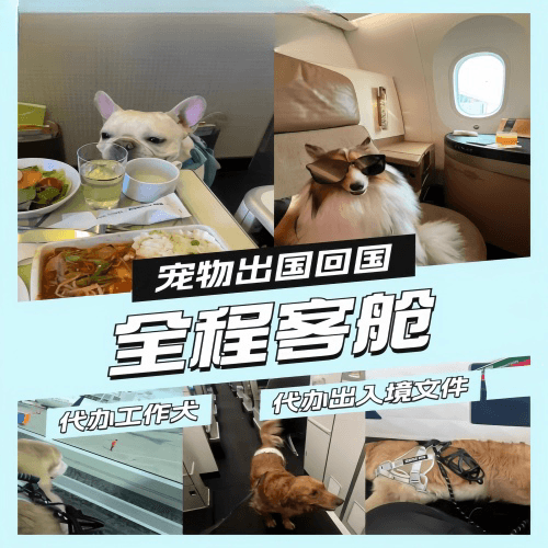 崇明区宠物托运到白俄罗斯宠物入境规定和要求
